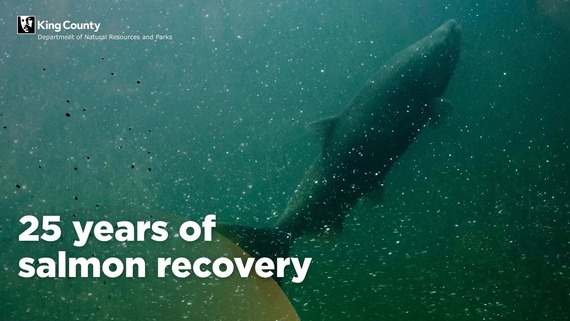 Salmon restoration, salmon in green lit water at the Ballard Locks Fish Ladder
