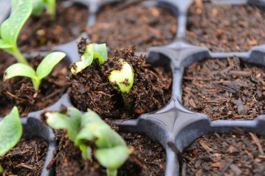 Small green buds peek through brown soil in a black seed starting tray. 