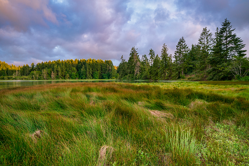 Puget Sound natural area