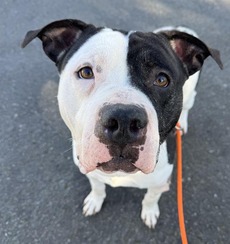 Dog looking soulfully at camera