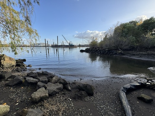 Ribera de Duwamish River.