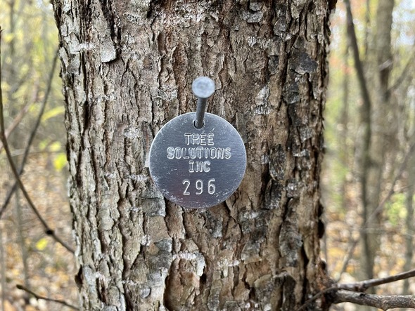Image of tree with metal tag on it indicating surveying.