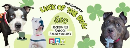 photo of a flyer with clovers and dogs sharing that it is $50 to adopt dogs 6 months or older
