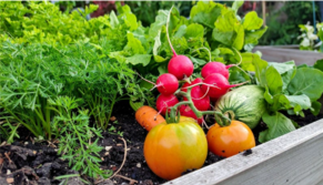 garden