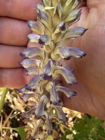 flowers of the orobanche cumana species