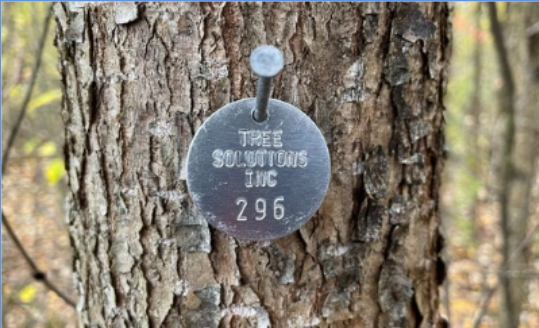 A photo of a circular silver tree survey tag on a tree trunk