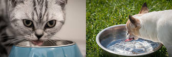 Pets drinking water