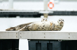 Two seals rest on a dock