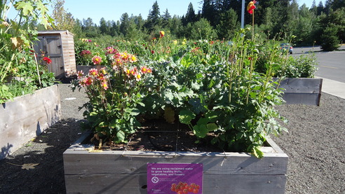 Dahlias and other plants thrive in planter boxes in the sunshine outside the Brightwater Center. 