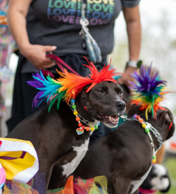 Two black and white dogs with colorful feathers on their head held on leashes by a person in a gray shirt