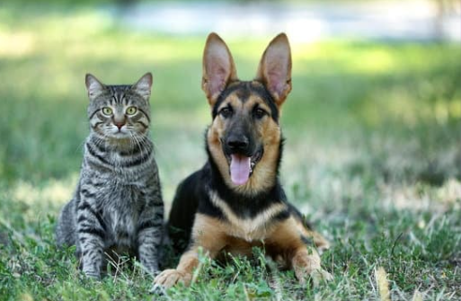 Dog and cat