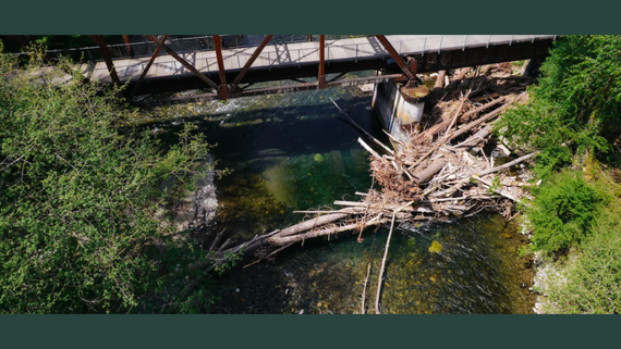 Fallen trees and branches pile up at the base of a bridge on a river in a forest.