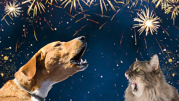 Pets afraid of fireworks