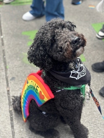 Cute puppy at the Seattle PRIDE Parade