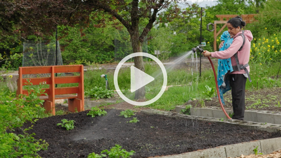 Person watering a garden bed with plants in a community garden.