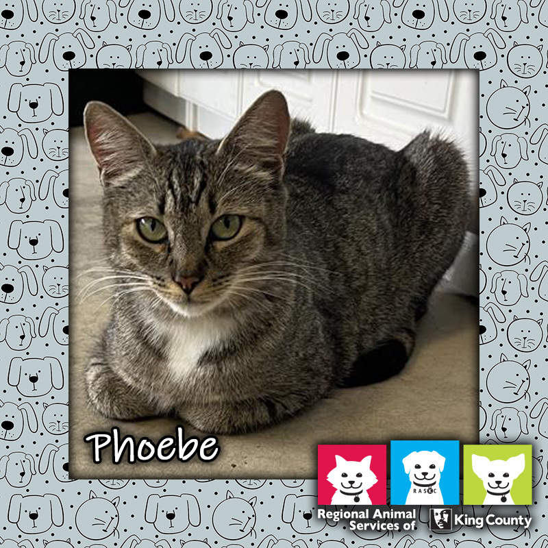 Phoebe the cat