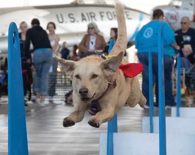 Seattle Fly Dogs