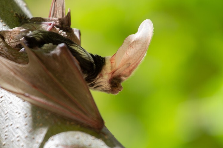 Wild Bat