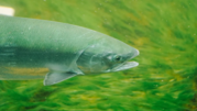 Salmon