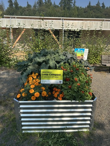 Orange and red flowers and tall, leafy greens thrive in a garden planter box. There is a green sign that reads "Treatment: Loop Compost."