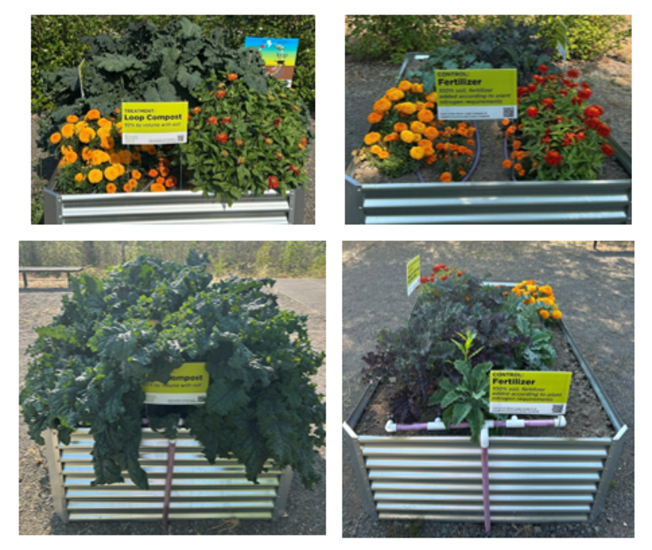4 photos show orange and red flowers and leafy greens in garden planter boxes. The plants on the left side are bigger than the ones on the right side.