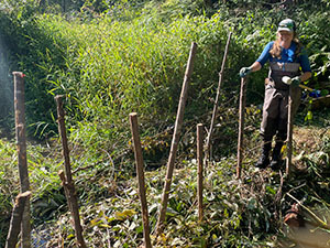 Restoration project to slow and hold back water in a creek, build habitat complexity and support the aquatic food web