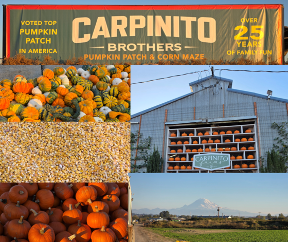A collage showing “Carpinito Brothers,” stacked pumpkins, corn pit, orange display stall, Mt. Rainier, and a wide landscape with fields and sky.
