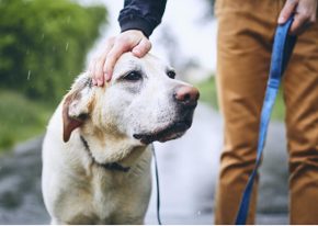 Dog on a walk