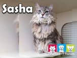sasha