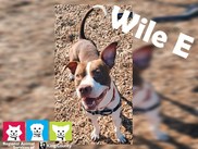 Pet: Wile E