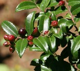 evergreen huckleberry