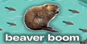 beaver boom