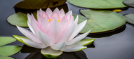 mindfulness lotus