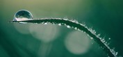 Mindfulness leaf droplets