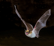flying bat zoonotics