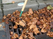 Leaves in storm drain