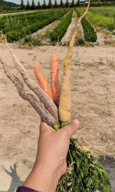 Sustainable farms bunch of carrots