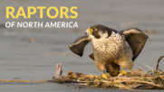 Raptors
