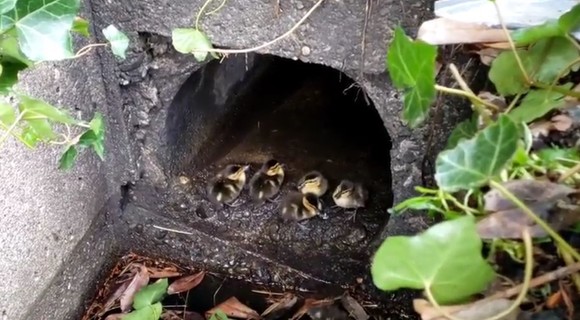 Image of baby ducks for April 10