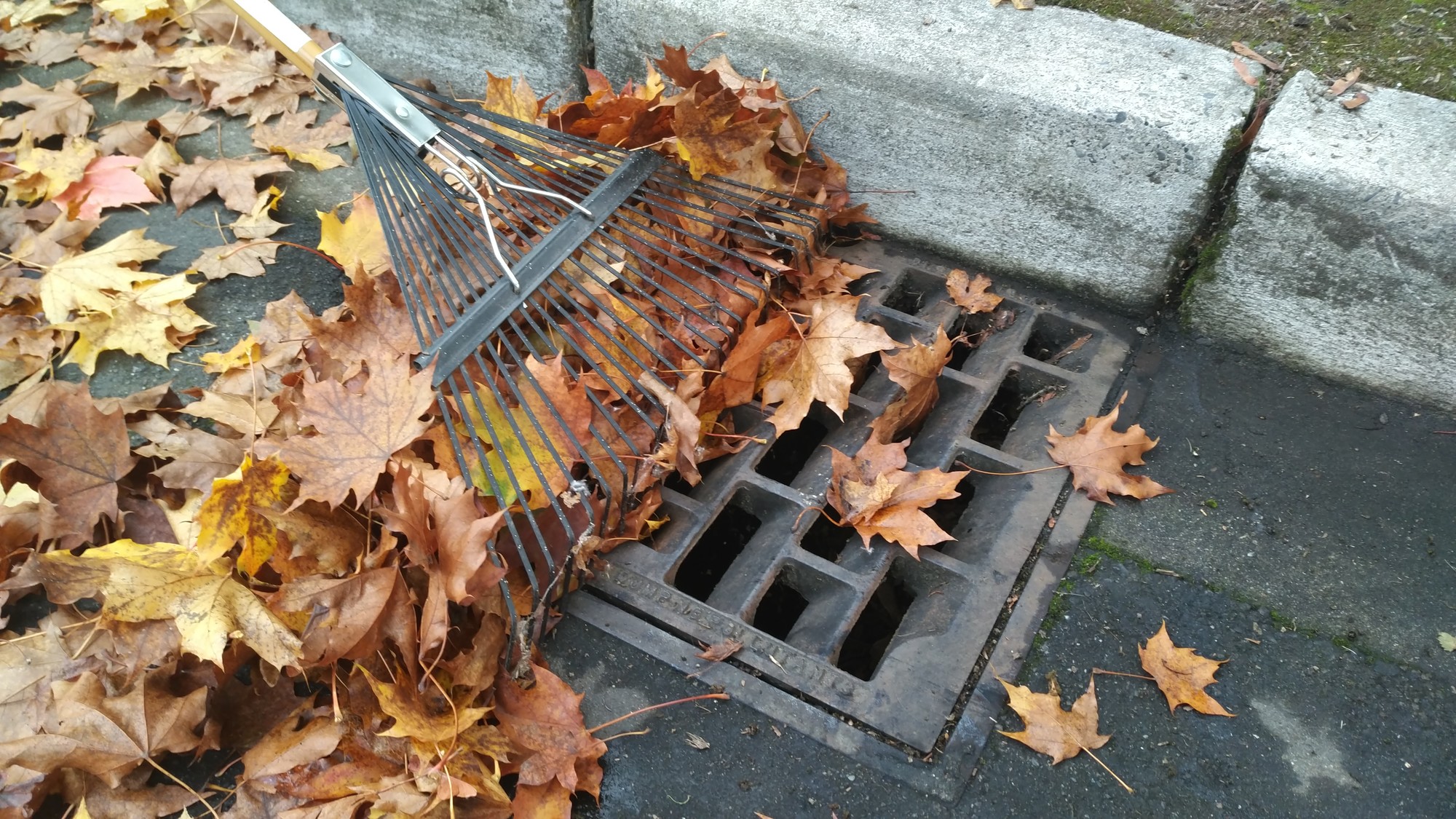 Storm water leaves in storm drain pic