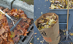 Free Leaf Collection