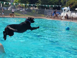 See Spot Splash: Dog Jumping into Pool
