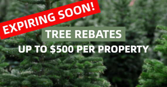 the-202-tree-rebate-program
