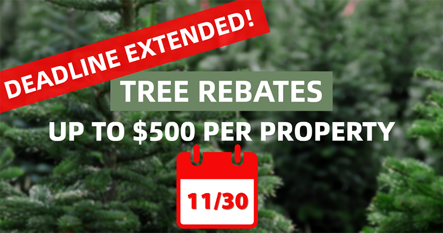 Tree Rebate Deadline Extended