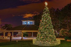 Winterfest Tree Lighting 