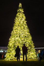 Google Holiday Lights