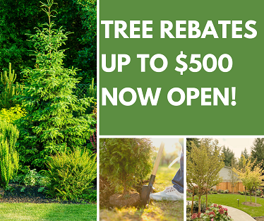 Tree Rebates Up to 500