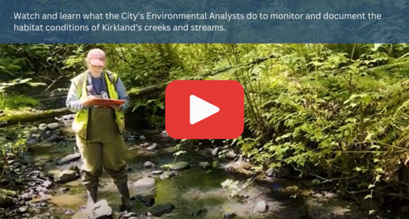 City Staff Monitor Habitat in Kirkland Creeks Video
