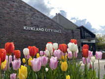 City Hall Spring Tulips