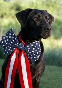 Dog with a Fourth of July bow around neck